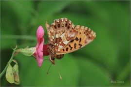 <p>PERLEŤOVEC NEJMENŠÍ (Boloria dia) ---- /Weaver's fritillary - Magerrasen-Perlmutterfalter/</p>